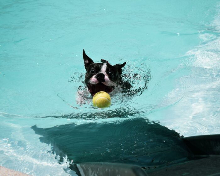 Piscinas para perros en Madrid